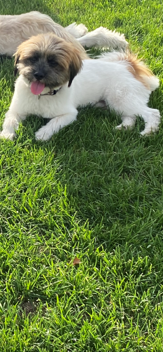 Shih Pom Being Cute