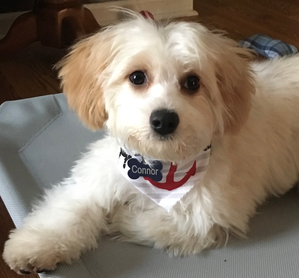 Fluffy Cavachon Designer Pup