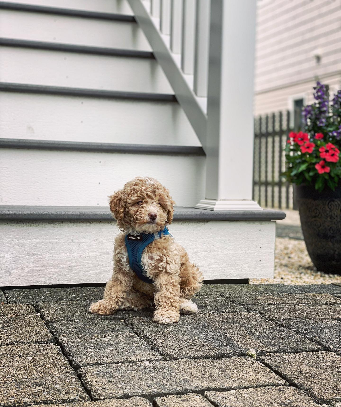 Akc Registered Poodle Purebred Pup