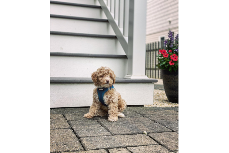 Akc Registered Poodle Purebred Pup