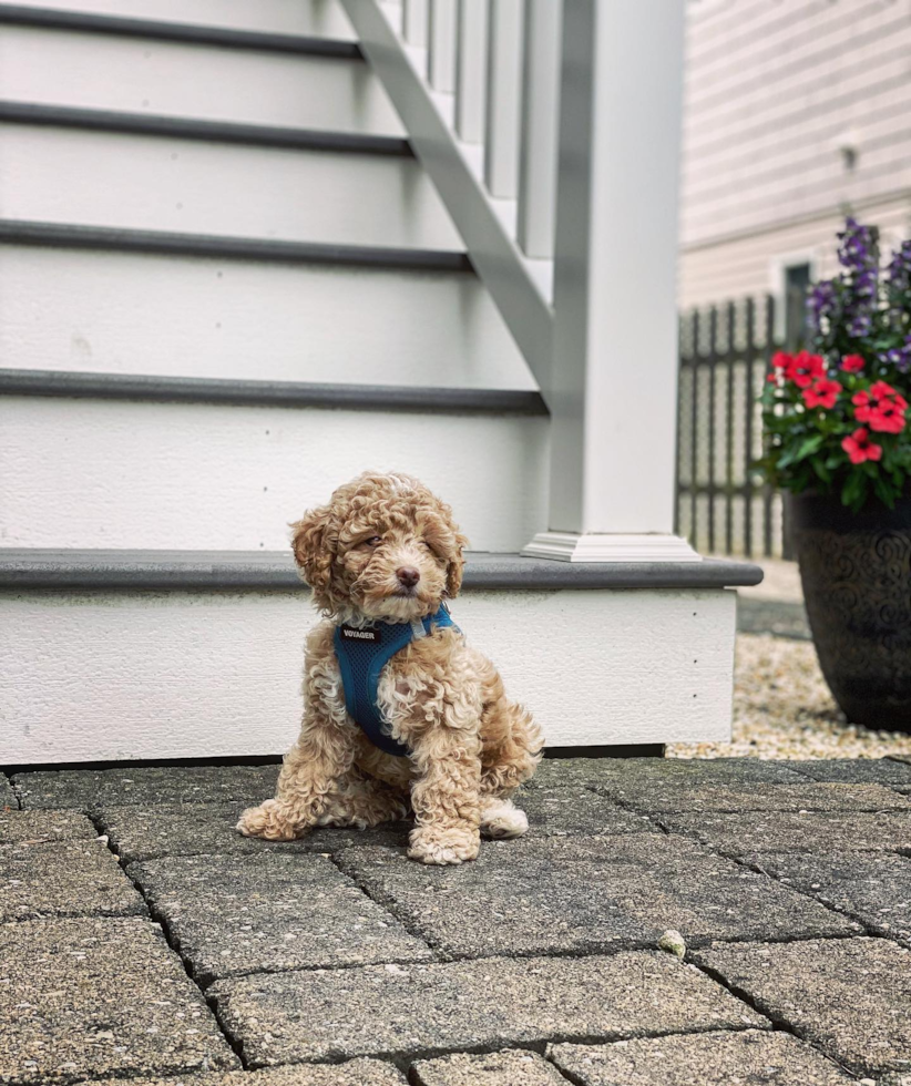 Poodle Being Cute