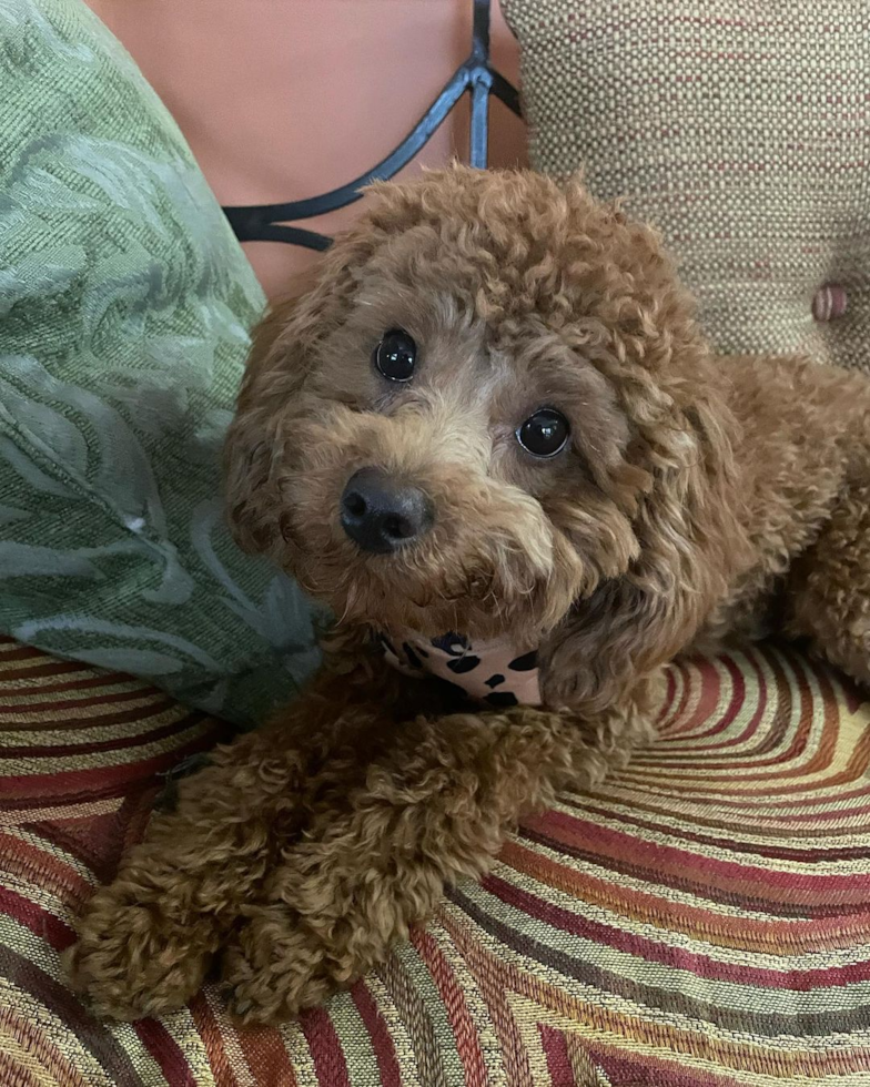 Sweet Cavapoo Pup