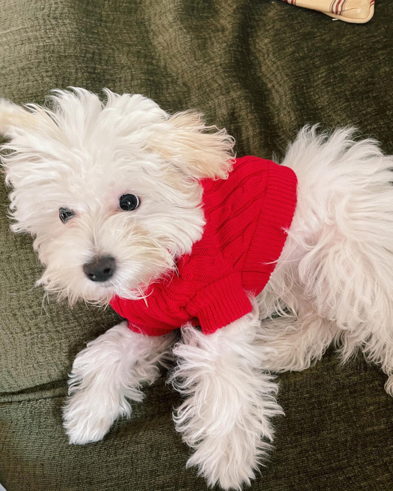 Irvine Maltipoo Pup