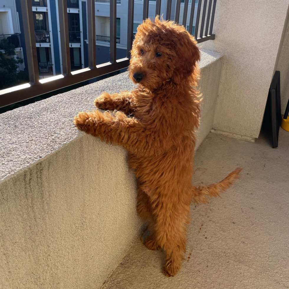 Mini Goldendoodle Being Cute