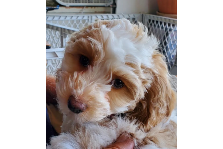 Cockapoo Puppy for Adoption