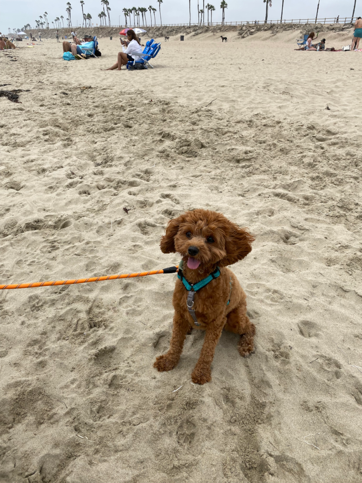 Cavapoo Being Cute