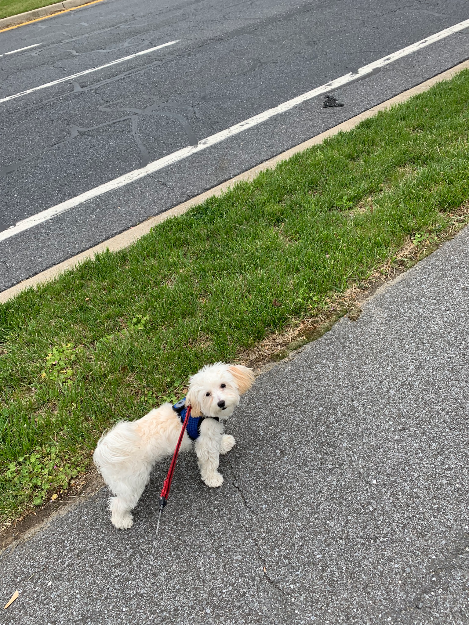 Little Maltese Poodle Poodle Mix Puppy