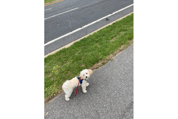 Little Maltese Poodle Poodle Mix Puppy