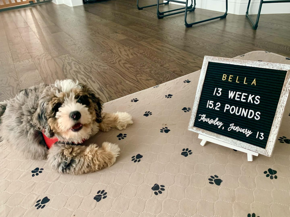 Farmers Branch Mini Bernedoodle Pup