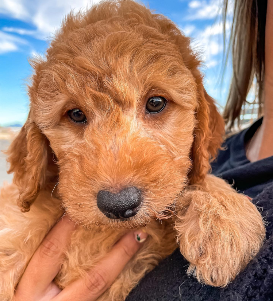 Popular Mini Goldendoodle Poodle Mix Pup