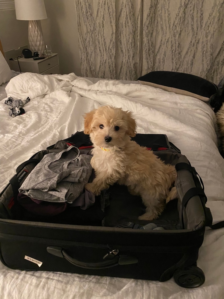 Happy Maltipoo Pup in