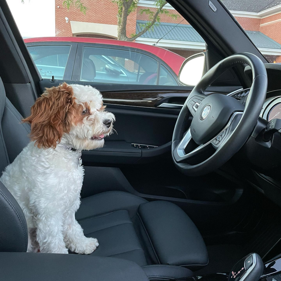 Fluffy Cavapoo Poodle Mix Pup