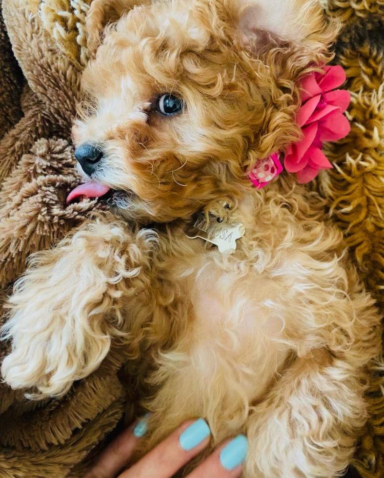 Acton Cavapoo Pup