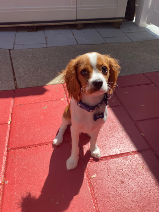 Cavalier King Charles Spaniel