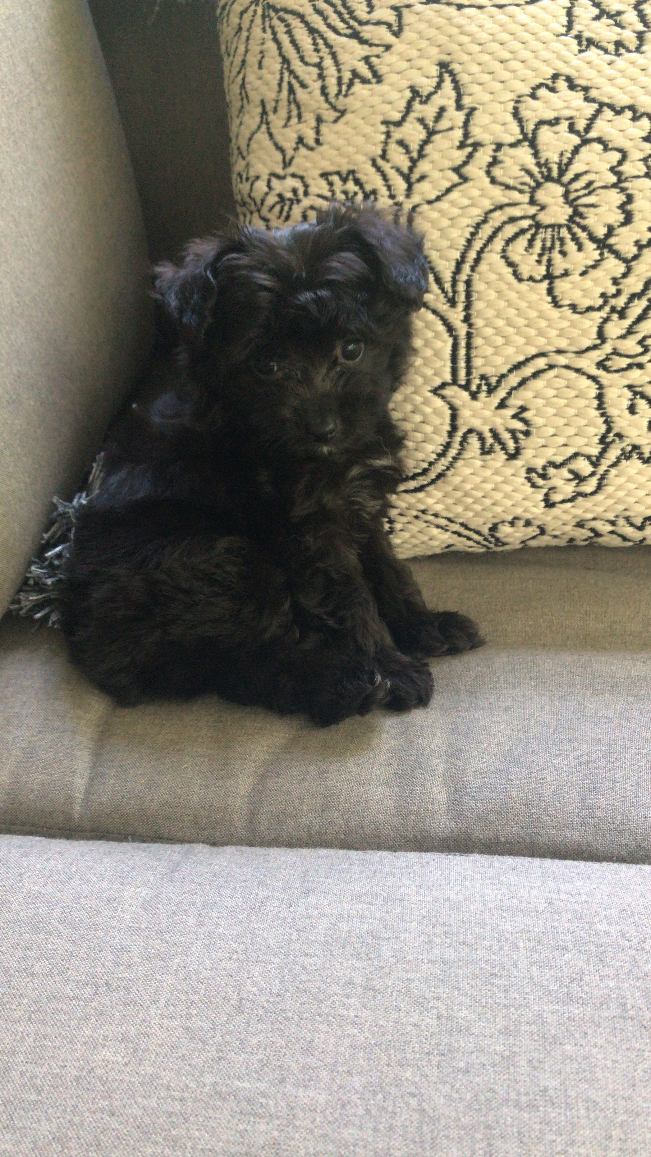 Petite Mini Aussiedoodle Poodle Mix Pup