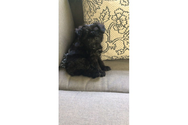 Petite Mini Aussiedoodle Poodle Mix Pup