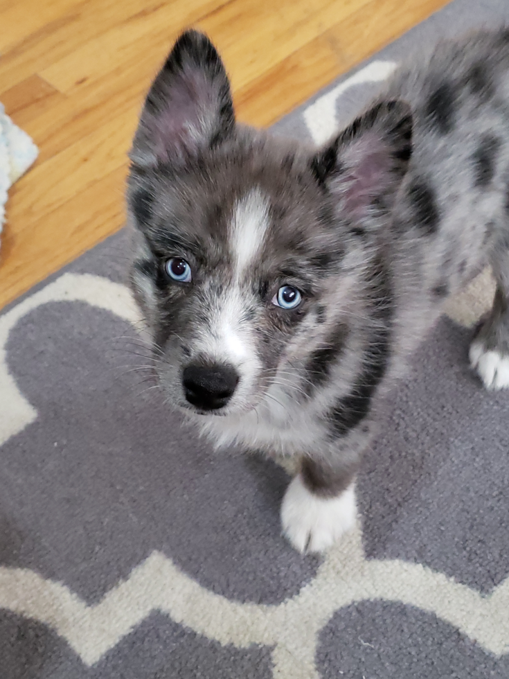 New Pomsky Pup