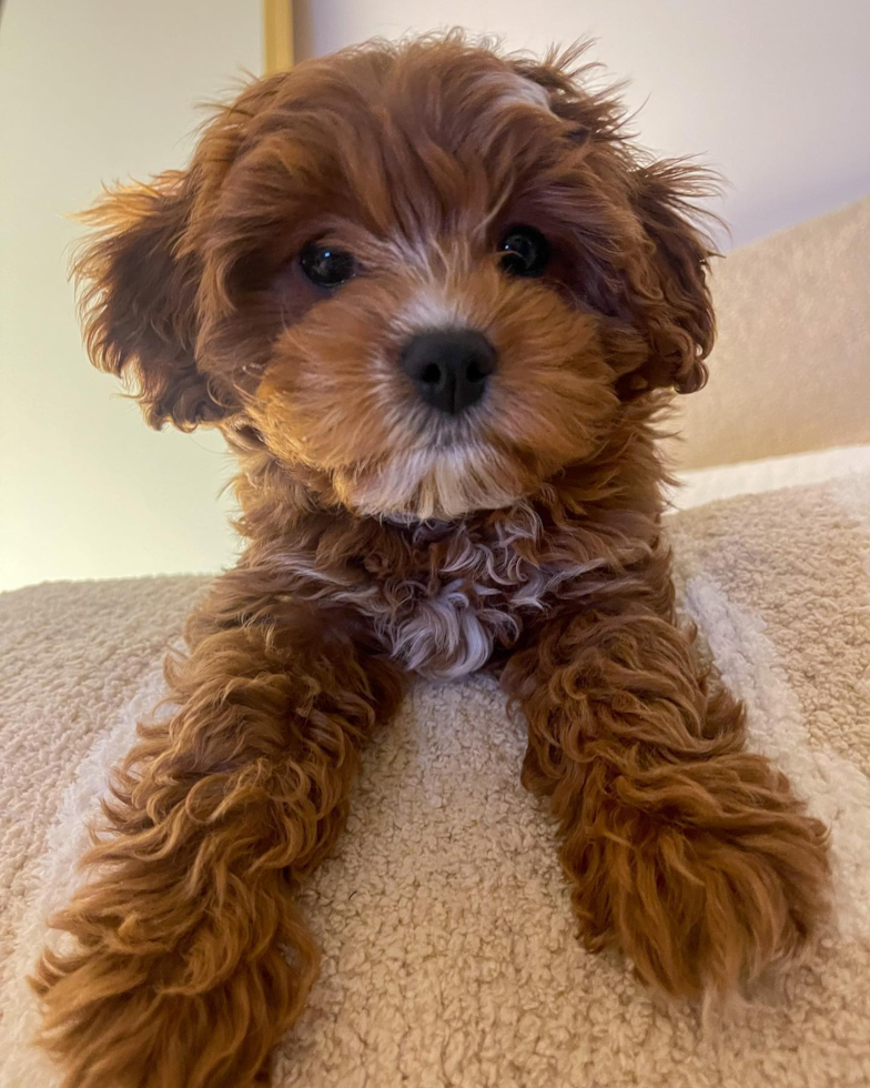 Cavapoo Being Cute