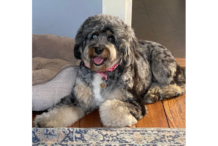 Best Mini Bernedoodle Baby