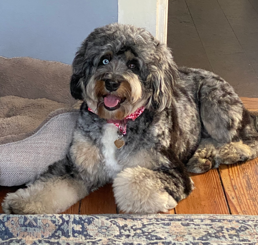 Playful Bernadoodle Poodle Mix Pup