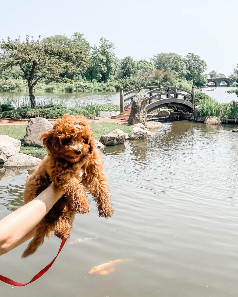 Funny Cavapoo Poodle Mix Pup