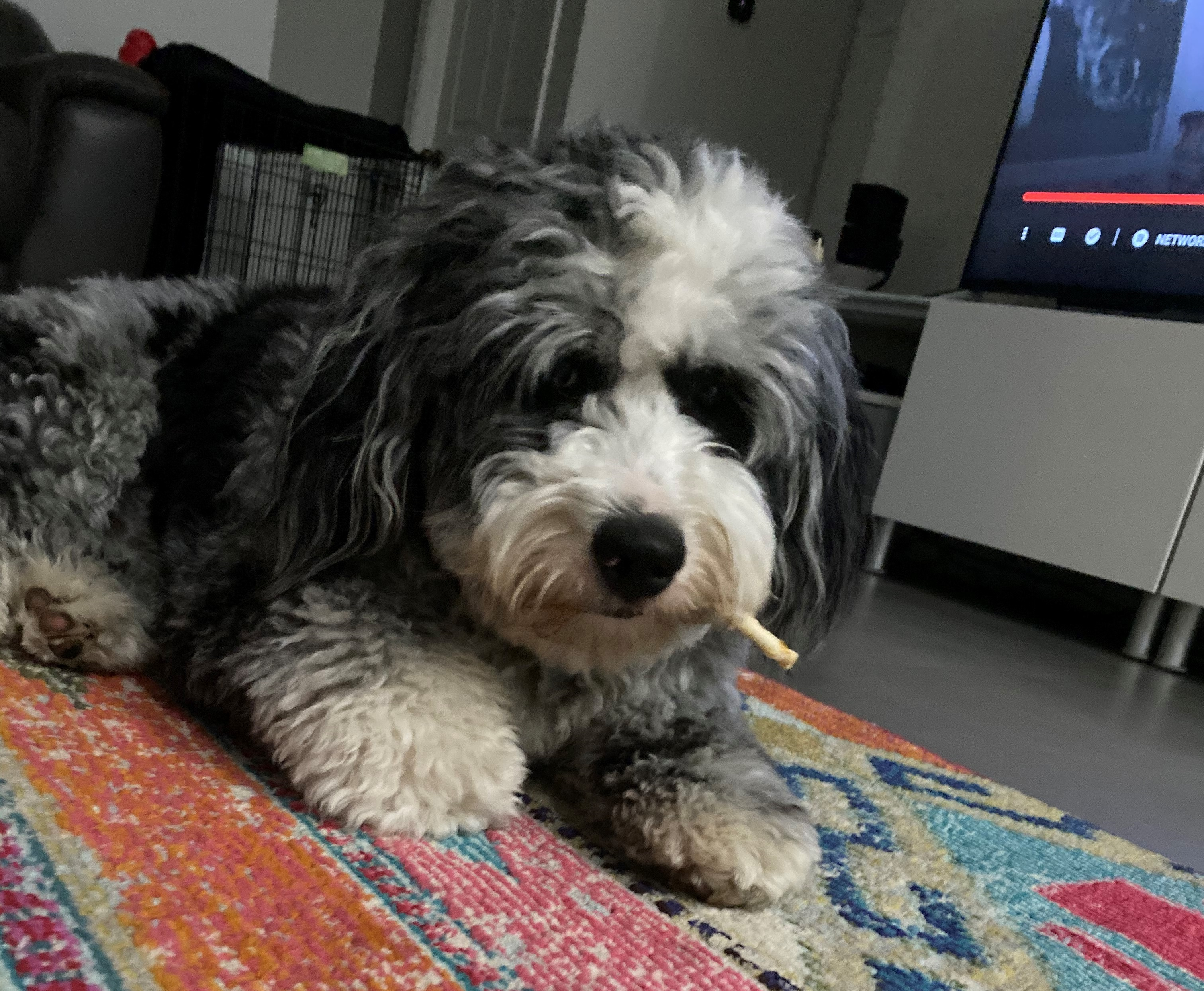 Best Mini Bernedoodle Baby