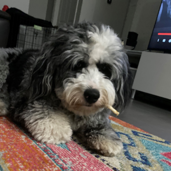 Small Mini Bernedoodle Pup in Weston FL