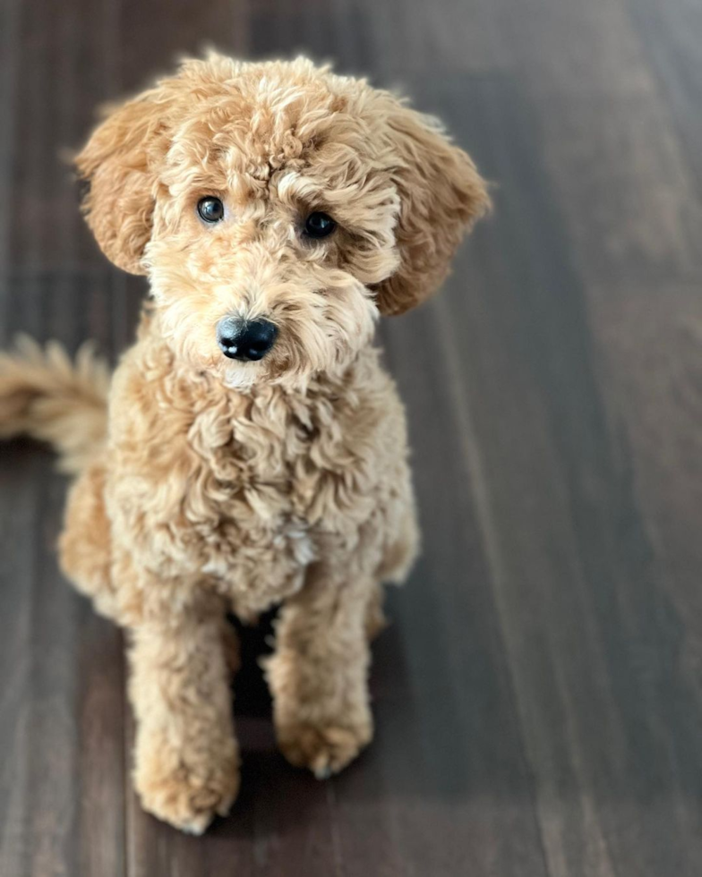 Hypoallergenic Golden Retriever Poodle Mix Pup