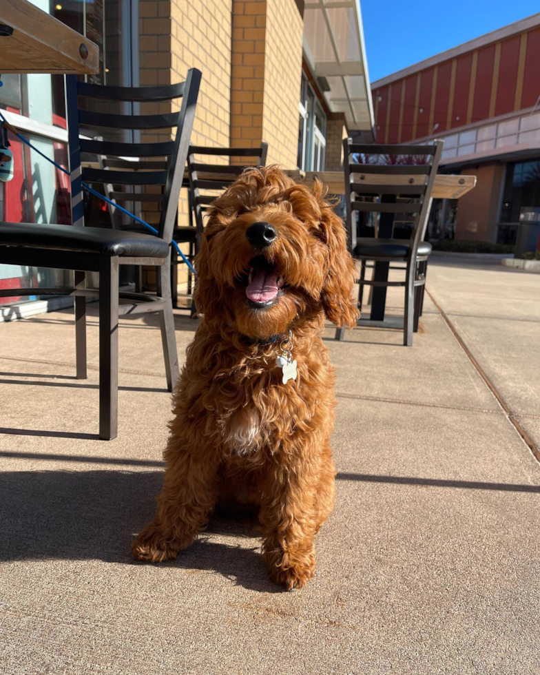 Hypoallergenic Golden Retriever Poodle Mix Pup