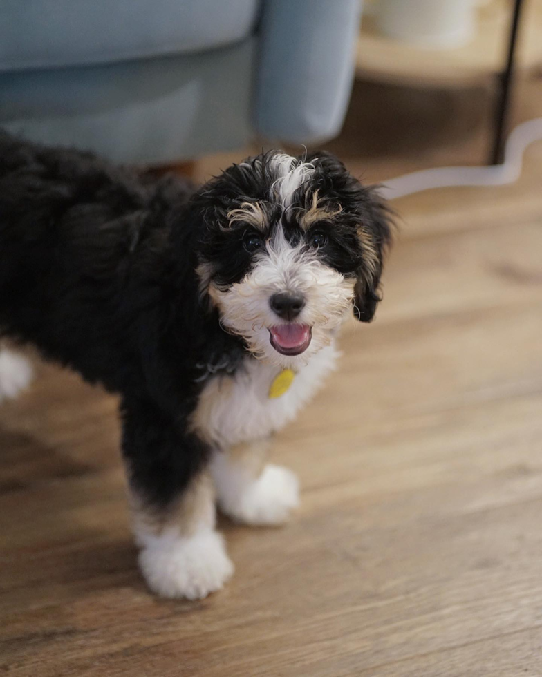 Cute Mini Bernedoodle Pup