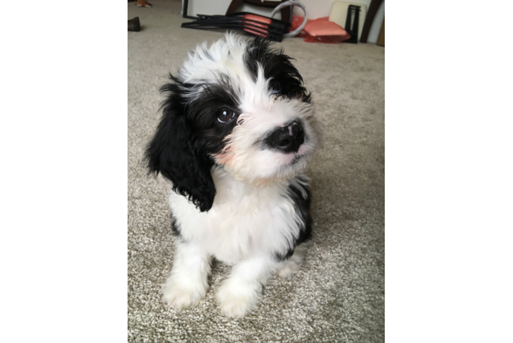 Best Mini Bernedoodle Baby