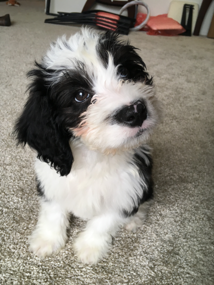 Smart Mini Bernedoodle Poodle Mix Pup