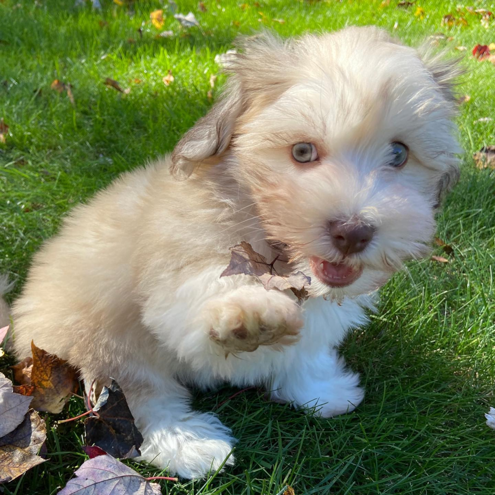 Rockland Havanese Pup