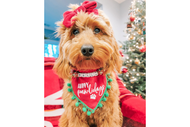 Mini Goldendoodle Pup Being Cute