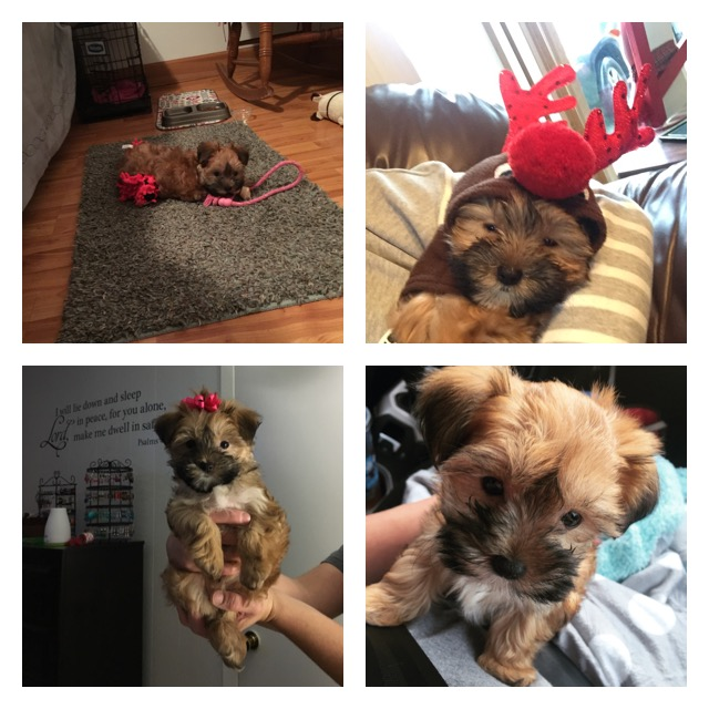 Playful Yorkie Designer Puppy