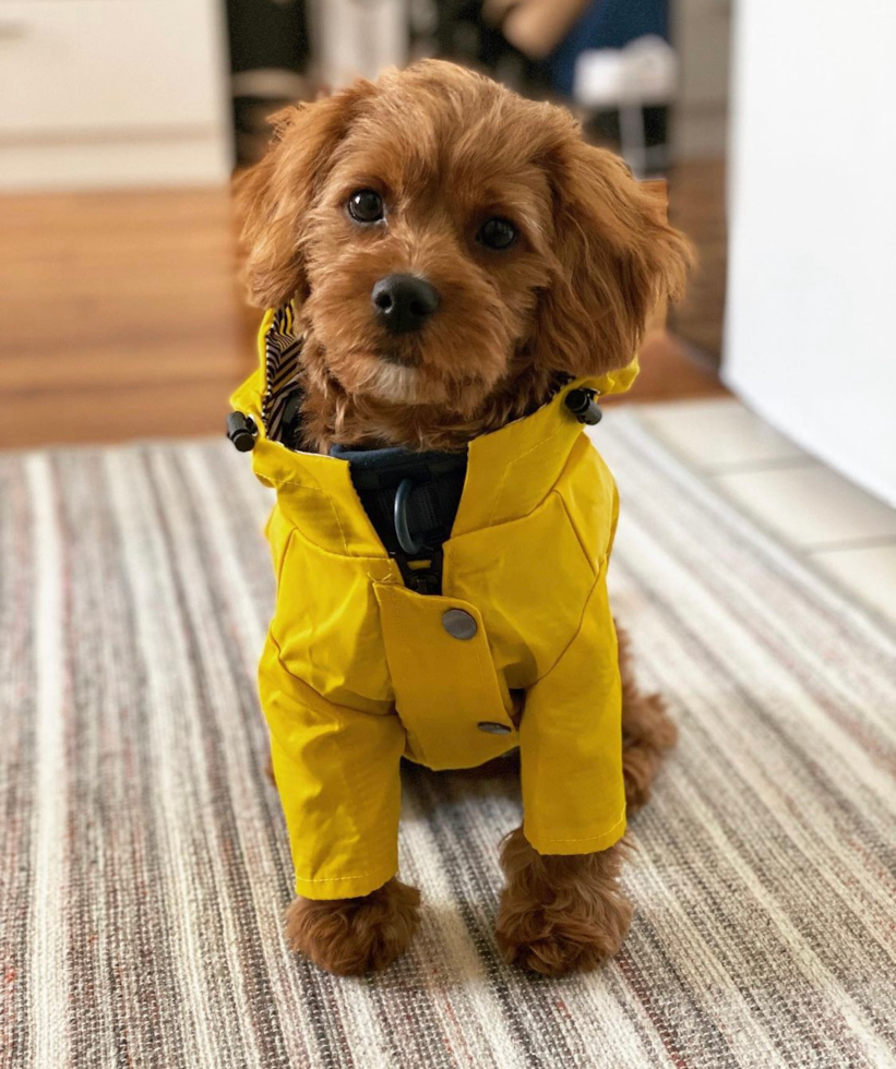 Sweet Cavapoo Pup