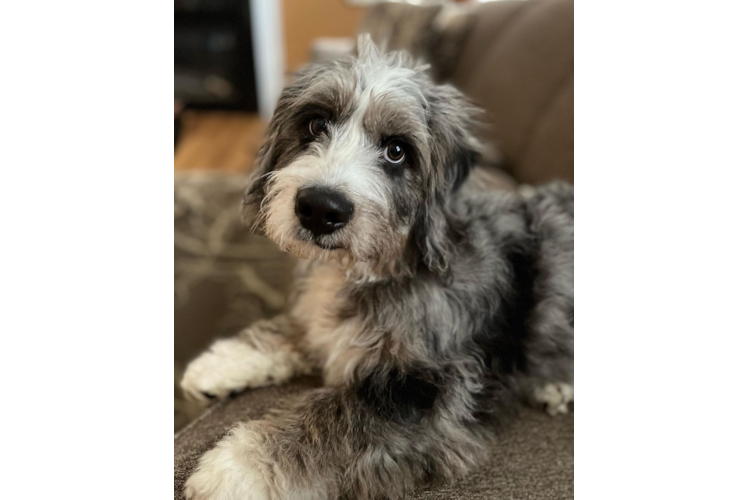 Funny Mini Bernedoodle Poodle Mix Pup