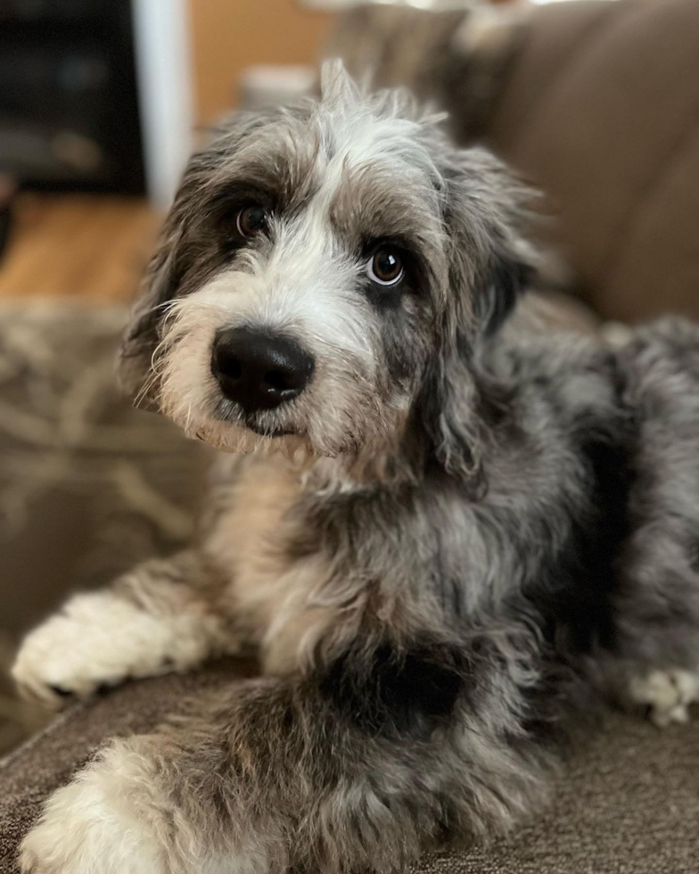 Mini Bernedoodle Being Cute