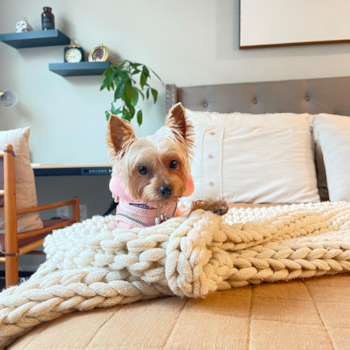 Popular Yorkshire Terrier Pup