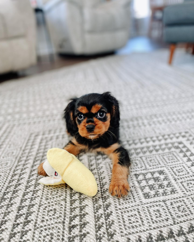 Cute Cavalier King Charles Spaniel Pup in Bargersville IN