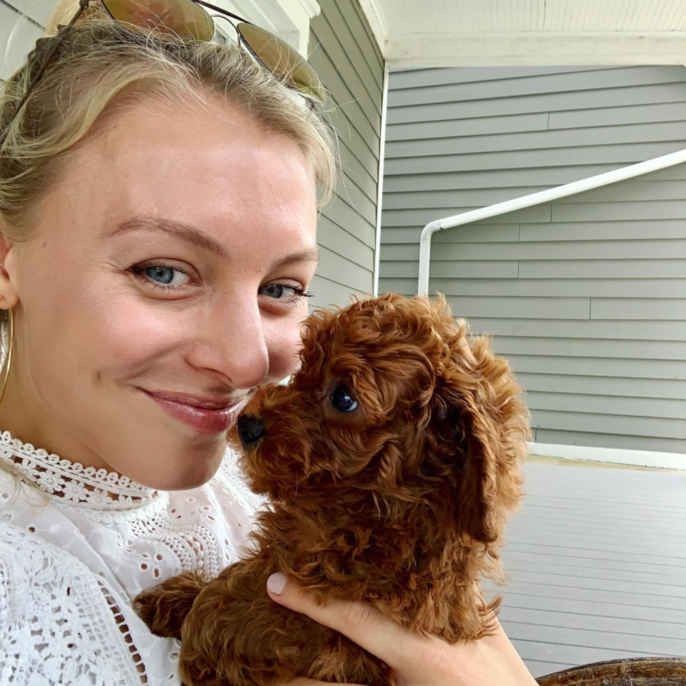 Happy Cavapoo Pup