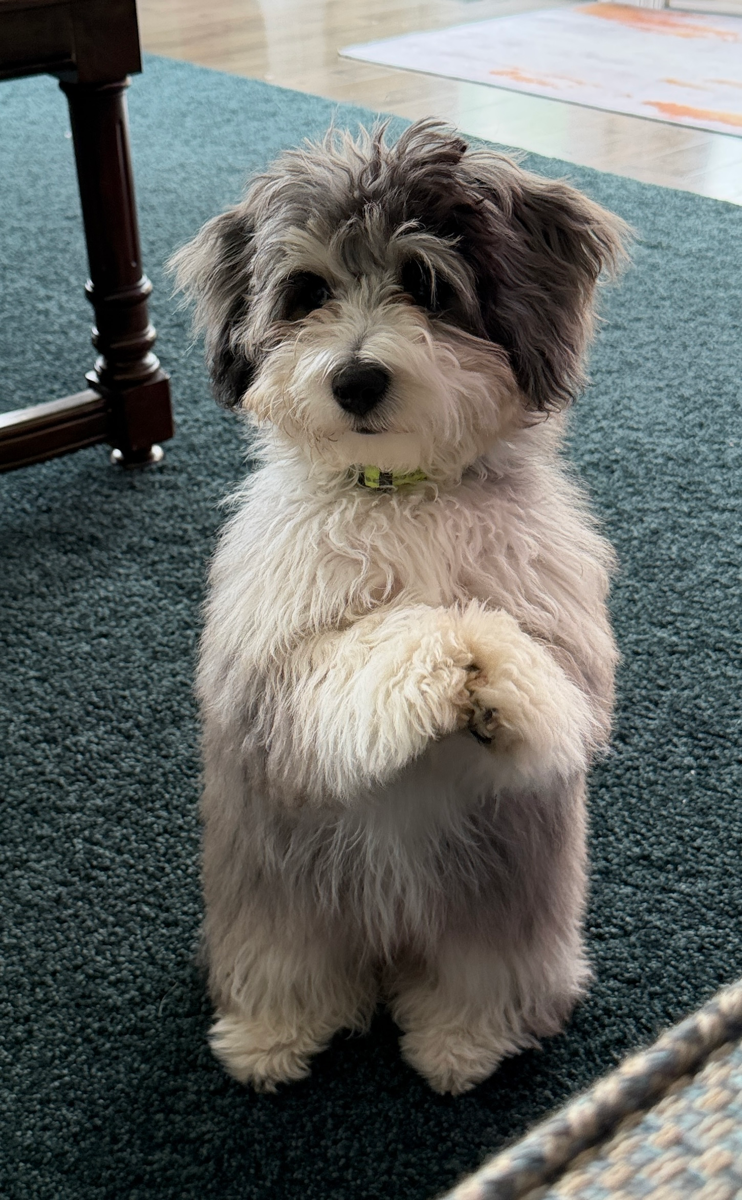 Aussiechon Puppy for Adoption