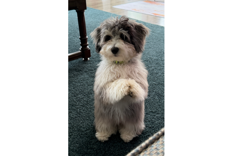 Aussiechon Puppy for Adoption