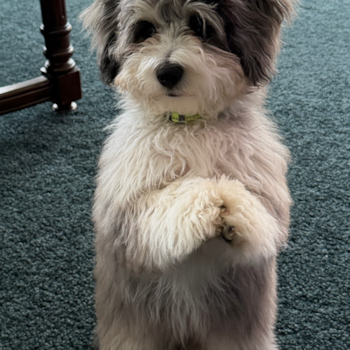 Friendly Aussiechon Pup