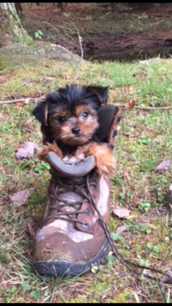 Energetic Yorkie Purebred Pup