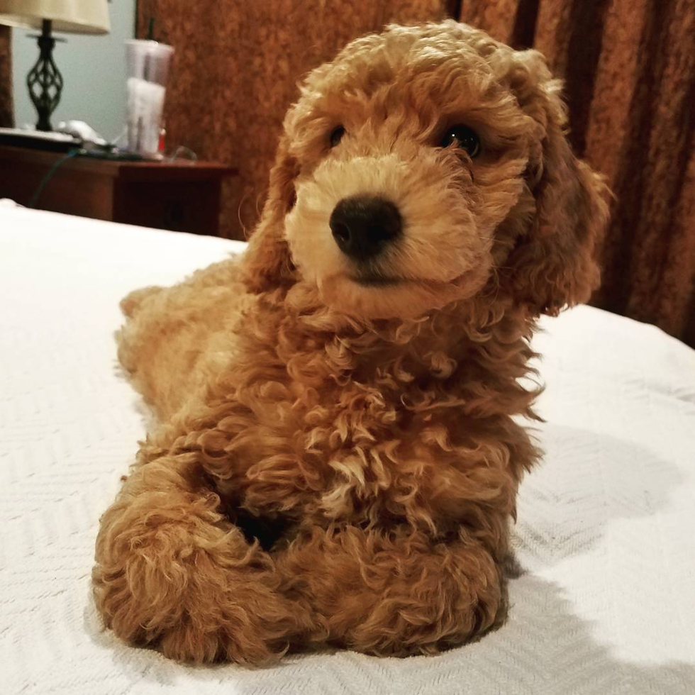 Abingdon Mini Goldendoodle Pup