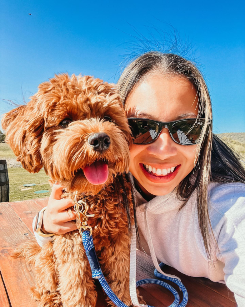 Adorable Cavoodle Poodle Mix Pup