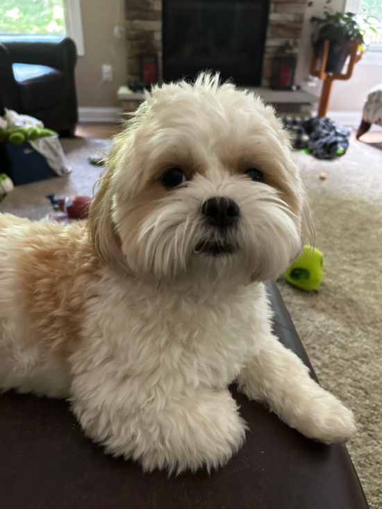Teddy Bear