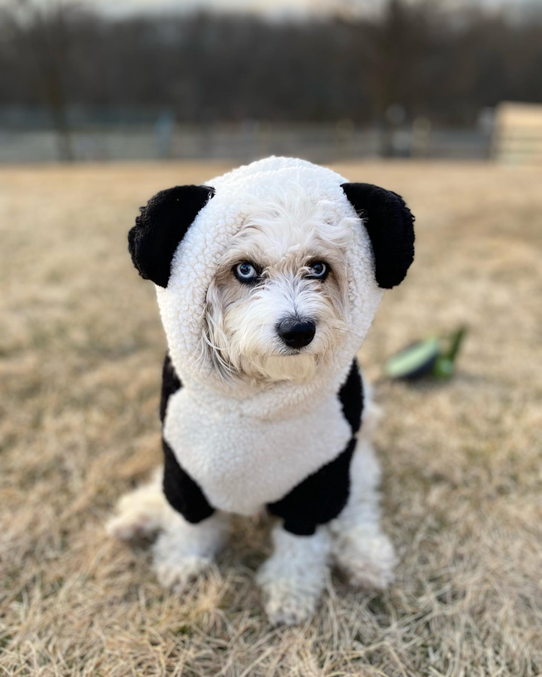 Sweet Aussiechon Pup in FLORHAM PARK NJ