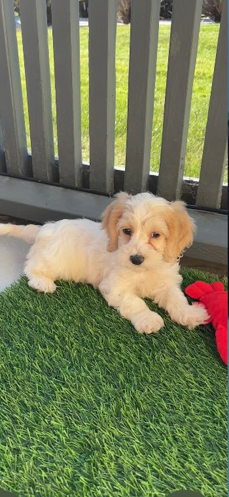 Friendly Cockapoo Pup in